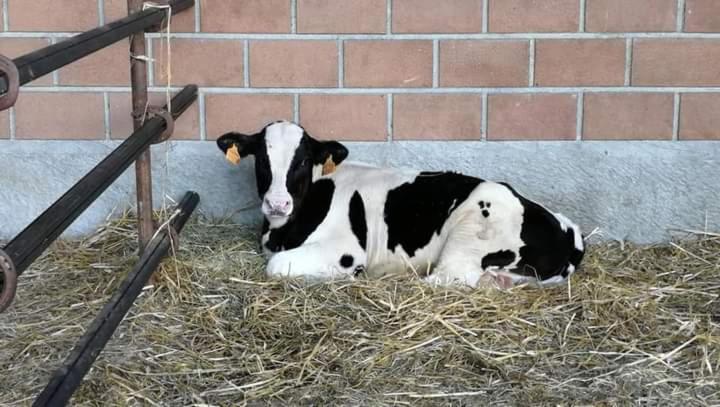 Azienda Agrituristica Scotti Somma Lombardo Kültér fotó