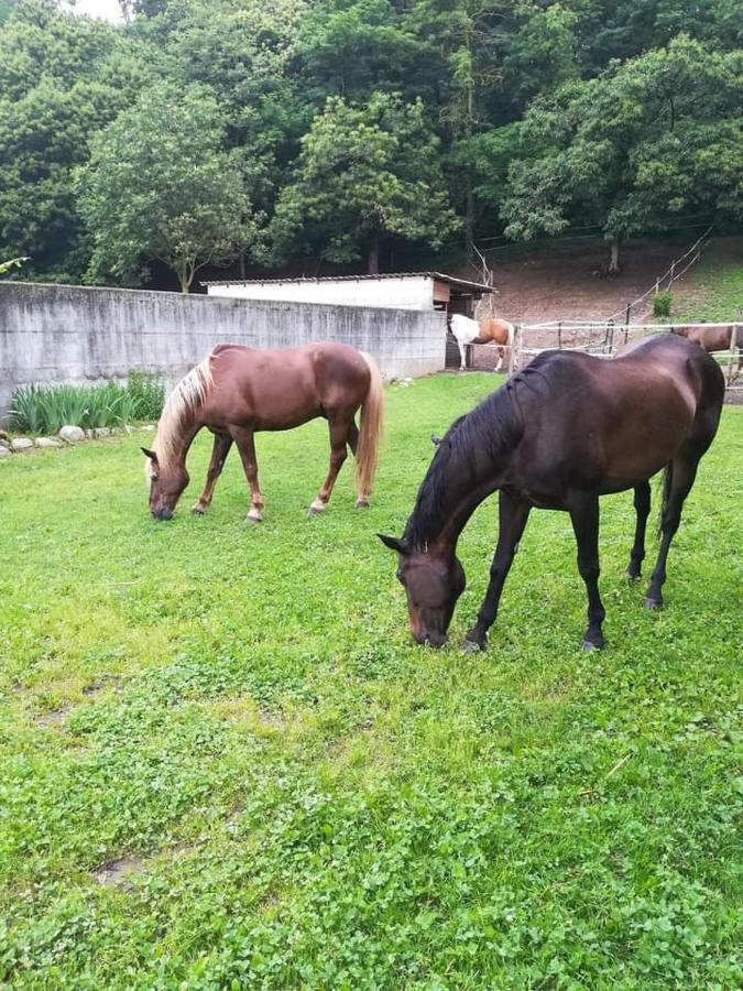 Azienda Agrituristica Scotti Somma Lombardo Kültér fotó