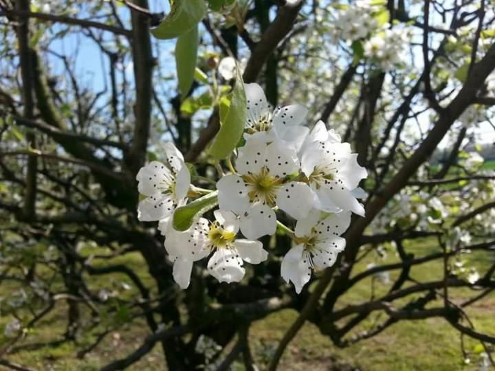Azienda Agrituristica Scotti Somma Lombardo Kültér fotó